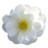 Wild Rose White 2 Icon